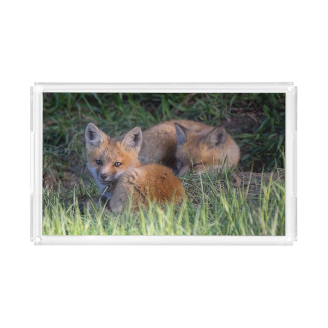 Cutest Baby Animals | Pair of Red Fox Kit Siblings Acrylic Tray (Front)