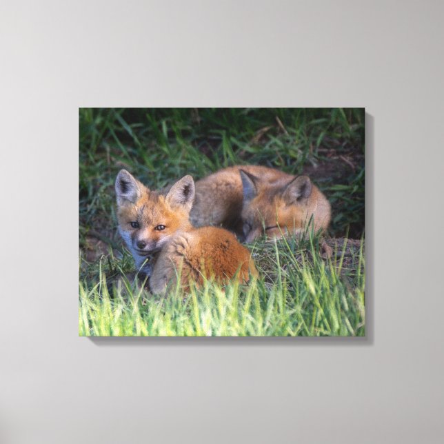 Cutest Baby Animals | Pair of Red Fox Kit Siblings Canvas Print (Front)