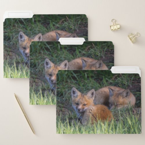 Cutest Baby Animals  Pair of Red Fox Kit Siblings File Folder