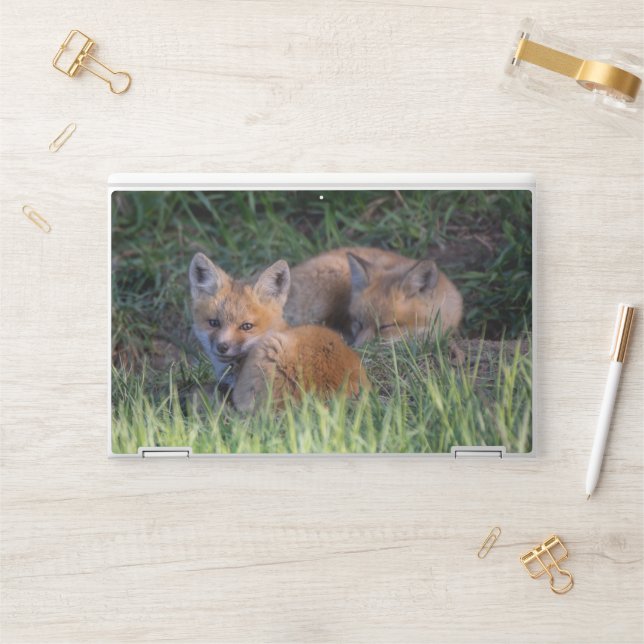 Cutest Baby Animals | Pair of Red Fox Kit Siblings HP Laptop Skin (Desk)