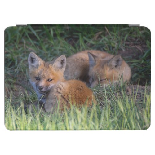 Cutest Baby Animals  Pair of Red Fox Kit Siblings iPad Air Cover