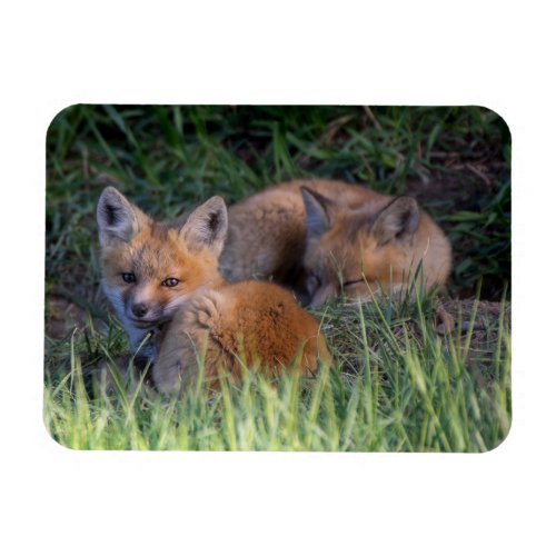 Cutest Baby Animals  Pair of Red Fox Kit Siblings Magnet