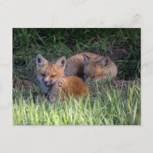 Cutest Baby Animals  Pair of Red Fox Kit Siblings Postcard
