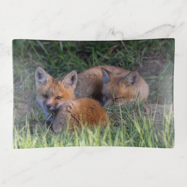 Cutest Baby Animals | Pair of Red Fox Kit Siblings Trinket Tray (Front)