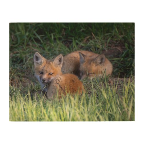 Cutest Baby Animals  Pair of Red Fox Kit Siblings Wood Wall Art