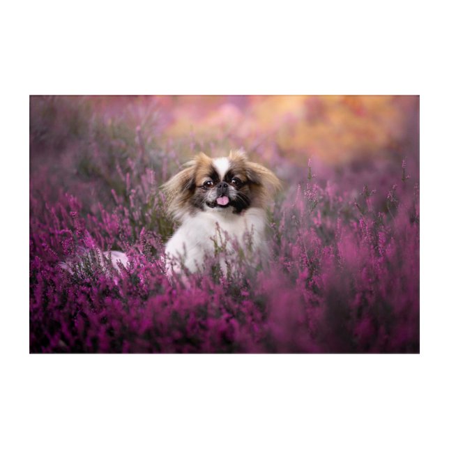 Cutest Baby Animals | Pekingese Puppy Acrylic Print (Front)