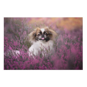 Cutest Baby Animals   Pekingese Puppy Faux Canvas Print