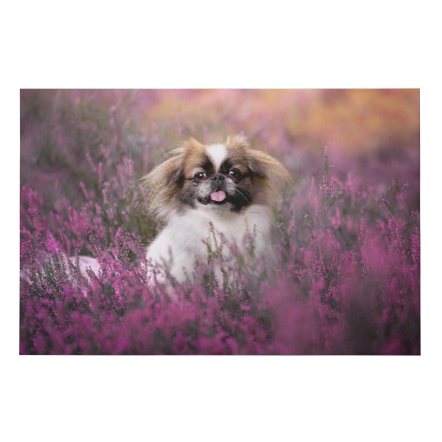 Cutest Baby Animals | Pekingese Puppy Faux Canvas Print (Front)