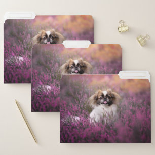 Cutest Baby Animals   Pekingese Puppy File Folder