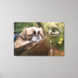 Cutest Baby Animals Pekingese Puppy in Car Canvas Print