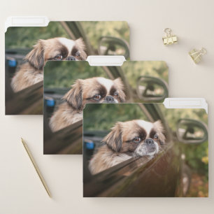 Cutest Baby Animals Pekingese Puppy in Car File Folder