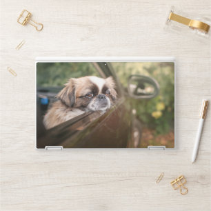 Cutest Baby Animals Pekingese Puppy in Car HP Laptop Skin