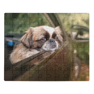 Cutest Baby Animals   Pekingese Puppy in Car Jigsaw Puzzle