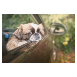 Cutest Baby Animals   Pekingese Puppy in Car Metal Print