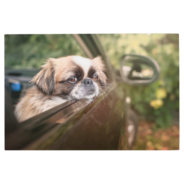 Cutest Baby Animals | Pekingese Puppy in Car Metal Print (Front)