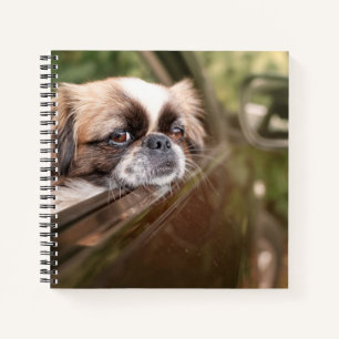Cutest Baby Animals Pekingese Puppy in Car Notebook