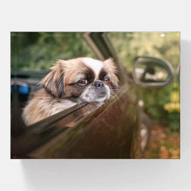 Cutest Baby Animals | Pekingese Puppy in Car Paperweight (Front)
