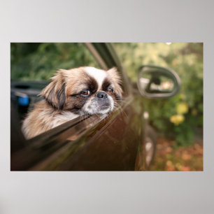 Cutest Baby Animals Pekingese Puppy in Car Poster