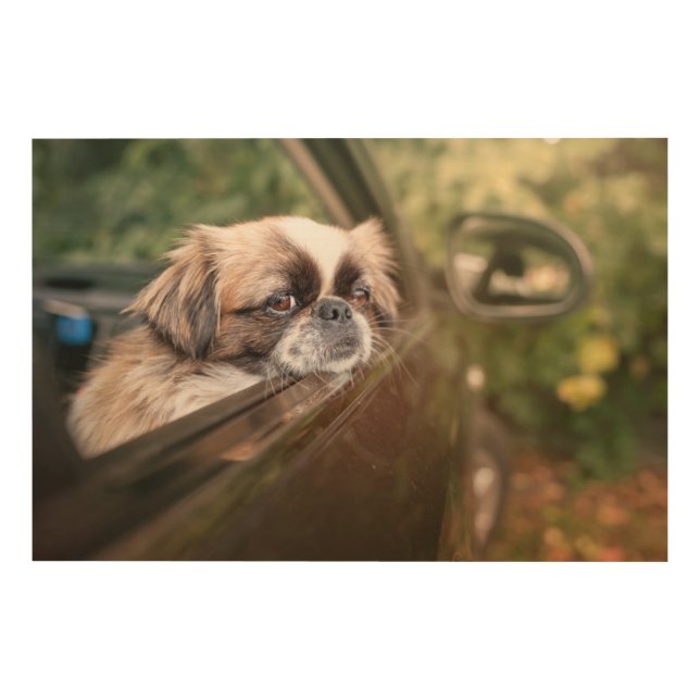 Cutest Baby Animals | Pekingese Puppy in Car Wood Wall Art (Front)