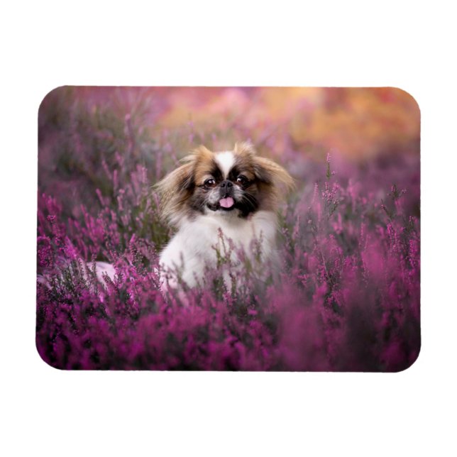 Cutest Baby Animals | Pekingese Puppy Magnet (Horizontal)