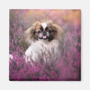 Cutest Baby Animals Pekingese Puppy Magnet