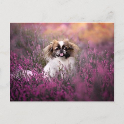 Cutest Baby Animals  Pekingese Puppy Postcard