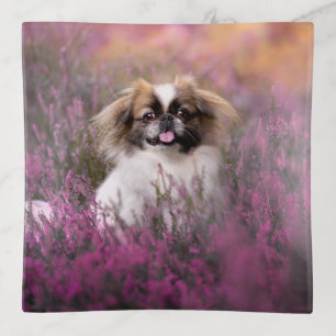 Cutest Baby Animals   Pekingese Puppy Trinket Tray