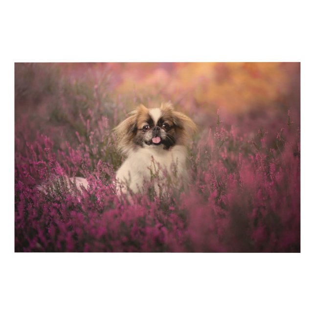 Cutest Baby Animals | Pekingese Puppy Wood Wall Art (Front)