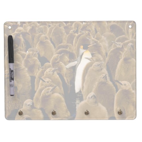 Cutest Baby Animals  Penguin Among Youngsters Dry Erase Board With Keychain Holder