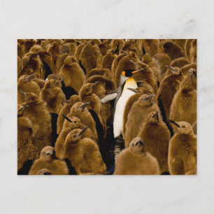 Cutest Baby Animals Penguin Among Youngsters Postcard