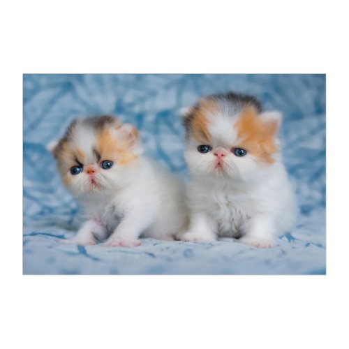 Cutest Baby Animals  Persian Calico Kitten Acrylic Print