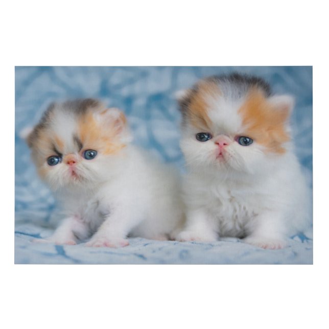 Cutest Baby Animals | Persian Calico Kitten Faux Canvas Print (Front)
