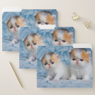 Cutest Baby Animals   Persian Calico Kitten File Folder
