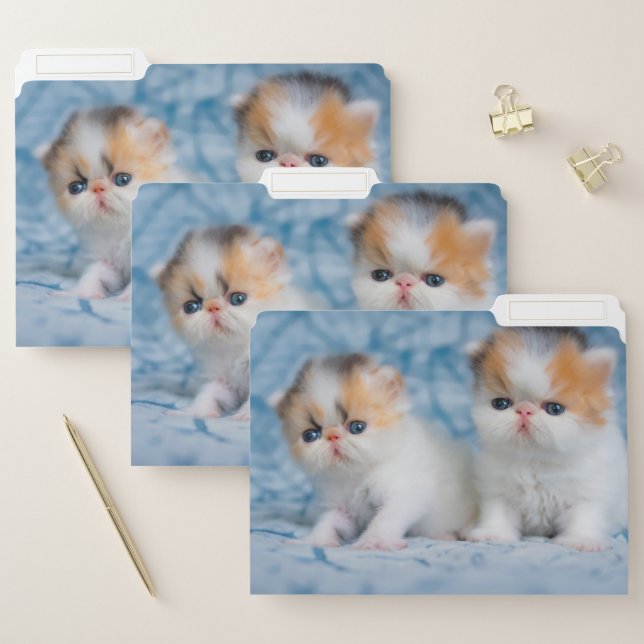 Cutest Baby Animals | Persian Calico Kitten File Folder (Set)