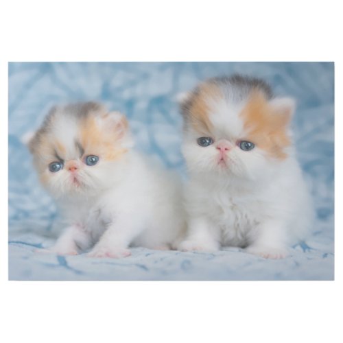 Cutest Baby Animals  Persian Calico Kitten Gallery Wrap