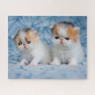 Cutest Baby Animals Persian Calico Kitten Jigsaw Puzzle