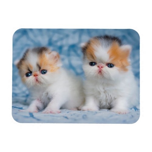 Cutest Baby Animals  Persian Calico Kitten Magnet