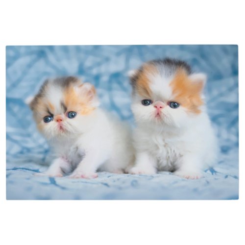 Cutest Baby Animals  Persian Calico Kitten Metal Print