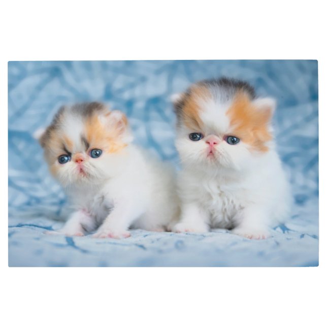 Cutest Baby Animals | Persian Calico Kitten Metal Print (Front)