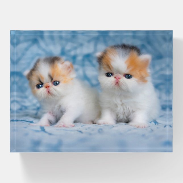 Cutest Baby Animals | Persian Calico Kitten Paperweight (Front)