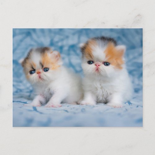 Cutest Baby Animals  Persian Calico Kitten Postcard