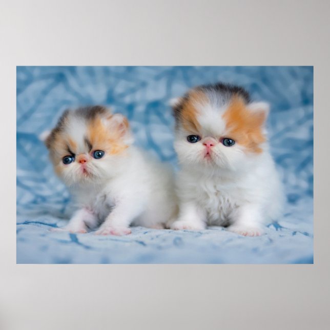 Cutest Baby Animals | Persian Calico Kitten Poster (Front)