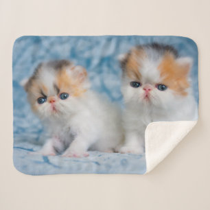 Cutest Baby Animals   Persian Calico Kitten Sherpa Blanket