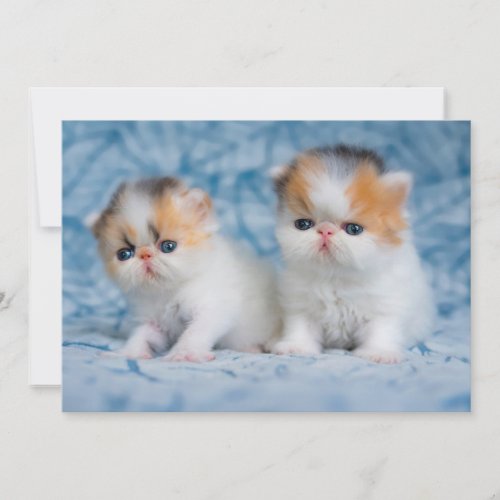 Cutest Baby Animals  Persian Calico Kitten Thank You Card