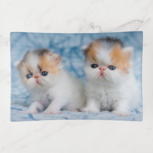 Cutest Baby Animals  Persian Calico Kitten Trinket Tray
