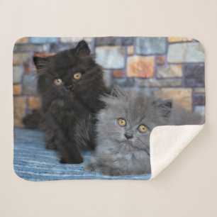 Cutest Baby Animals Persian Kittens on Blanket