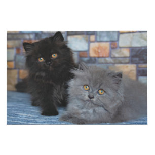 Cutest Baby Animals   Persian Kittens on Blanket Faux Canvas Print