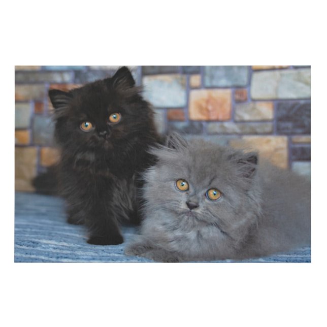 Cutest Baby Animals | Persian Kittens on Blanket Faux Canvas Print (Front)