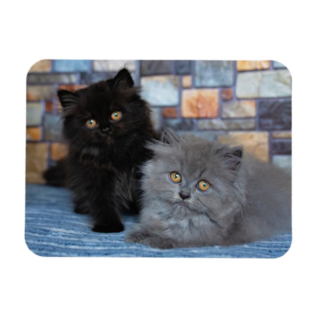 Cutest Baby Animals | Persian Kittens on Blanket Magnet (Horizontal)