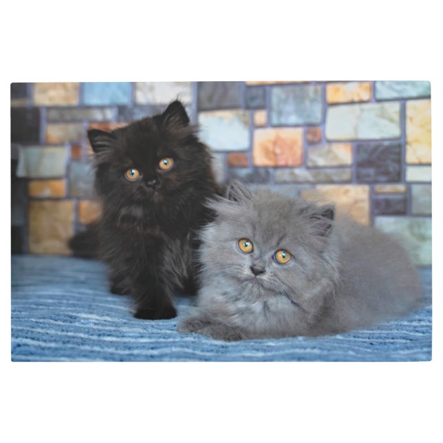 Cutest Baby Animals | Persian Kittens on Blanket Metal Print (Front)